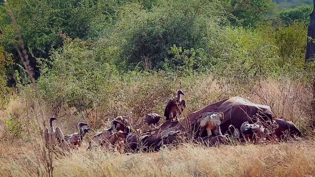 Group of  White backed Vulture scavenging , fighting and flying on old elephant carcass in Greater Kruger National park, South Africa ; Specie Gyps africanus family of Accipitridae