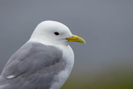 Close-up Portrait of a Black-legged Kittiwake Near Molde, Norway