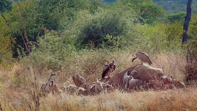 Group of  White backed Vulture scavenging and fighting on old elephant carcass at dawn in Greater Kruger National park, South Africa ; Specie Gyps africanus family of Accipitridae