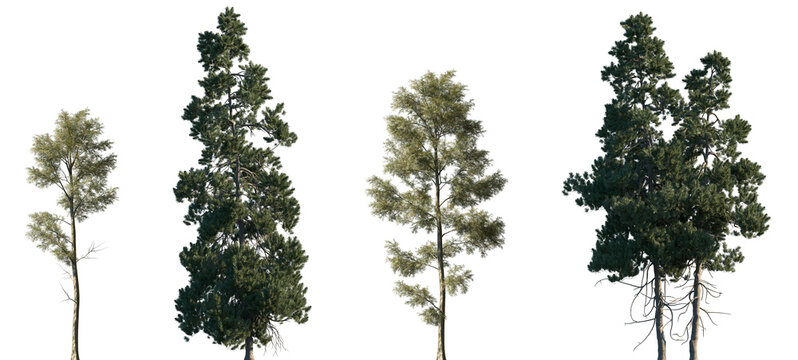 Set of Cunninghamia lanceolata and Pinus cembra frontal isolated png on a transparent background perfectly cutout