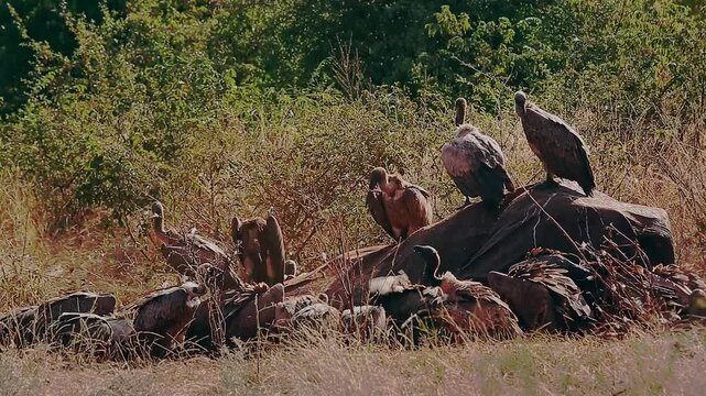 Group of  White backed Vulture scavenging and fighting on old elephant carcass at dawn in Greater Kruger National park, South Africa ; Specie Gyps africanus family of Accipitridae