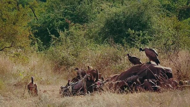 Group of  White backed Vulture scavenging and fighting on old elephant carcass at dawn in Greater Kruger National park, South Africa ; Specie Gyps africanus family of Accipitridae