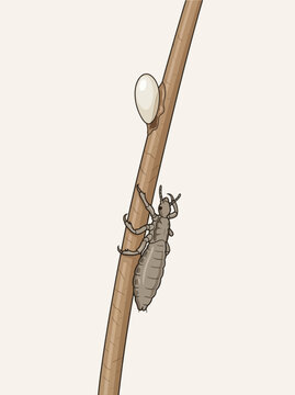 Head louse and nit egg on hair strand. Detailed vector illustration of parasite infestation. Pediculosis education graphic
