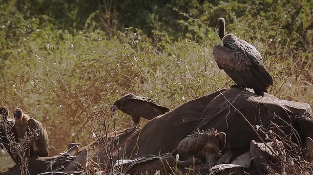 Group of  White backed Vulture scavenging and fighting on old elephant carcass at dawn in Greater Kruger National park, South Africa ; Specie Gyps africanus family of Accipitridae