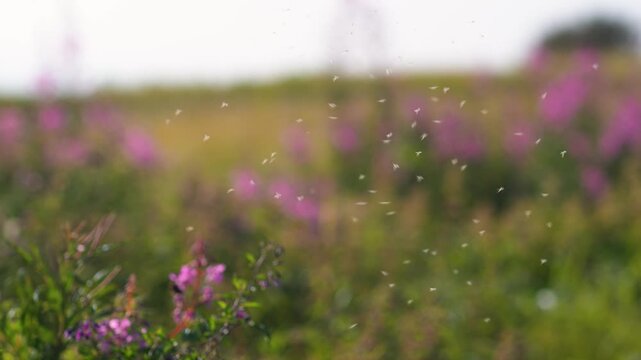 Warm summer day with flying insects buzzing around open air, field on backgroung. Hot humid weather insects, mosquito gnat and midges seasonal activity, hovering insects