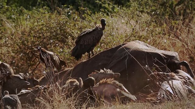 Group of  White backed Vulture scavenging and fighting on old elephant carcass at dawn in Greater Kruger National park, South Africa ; Specie Gyps africanus family of Accipitridae