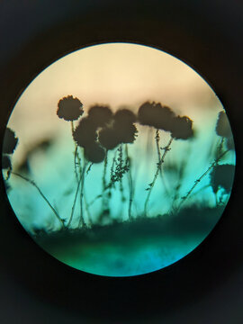 Aspergillus fungal colony section showing conidiophores growing on agar sur