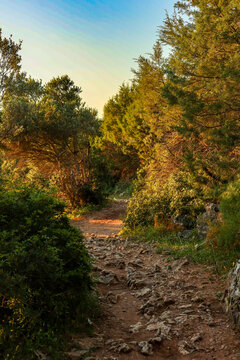 Rocky path winding through dense forest, sunbeams illuminating the scene, exploring nature, adventure, and outdoor recreation