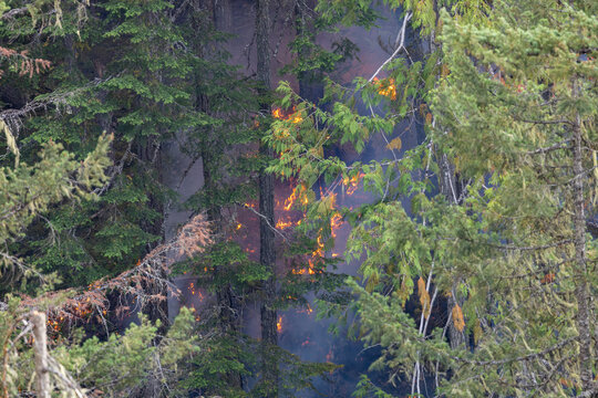 Forest Wildfire With Flames and Smoke Near Hope, BC, Canada Threatening Evergreen Trees and Wilderness