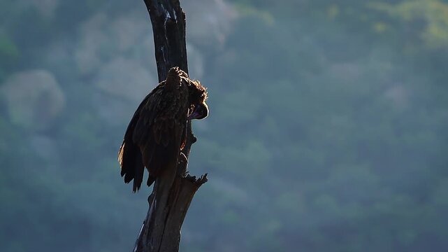 Hooded vulture standing on dead trunk and grooming backlit at dawn in Greater Kruger National park, South Africa ; Specie family Necrosyrtes monachus of Accipitridae