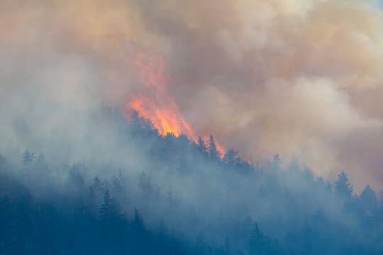 Wildfire Flames and Thick Smoke Over Conifer Forest Near Hope, BC, Canada Emergency