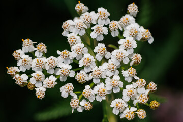 Close view of white Achillea millefolium - common yarrow flowers blooming in Poland © Fotokon
