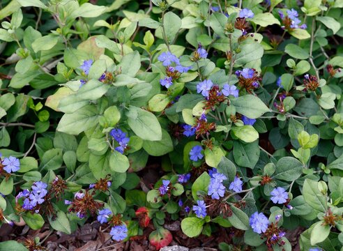 Lavender blue periwinkle ground cover