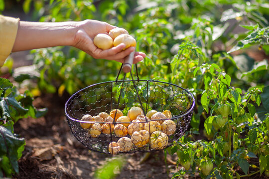 Harvesting physalis in summer garden. Woman farmer picking ground cherry putting fruit in basket. Gardener growing cape gooseberry