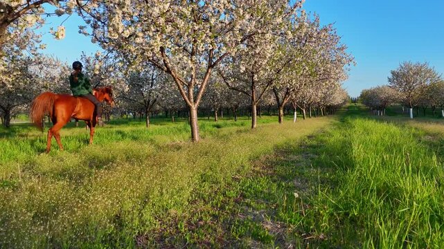 Horse rider exploring a blooming cherry orchard in Traverse City, Michigan, walking through rows of blossoming cherry trees in spring sunshine
