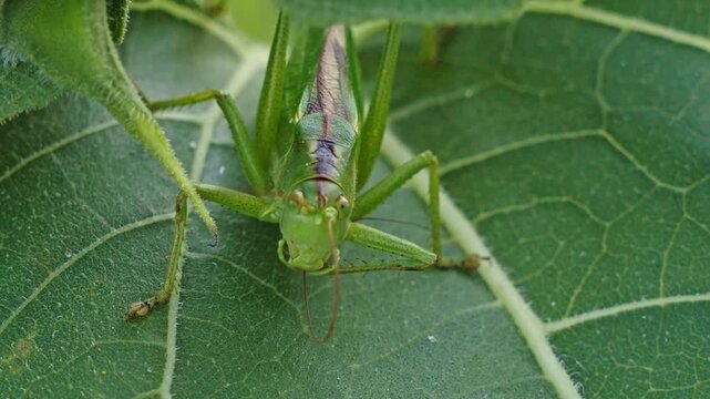 Macro close up of Great Green Bush-Cricket sitting on green sunflower leaf in nature