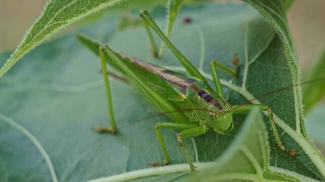 Macro close up view of great green bush cricket resting on large green leaf in nature