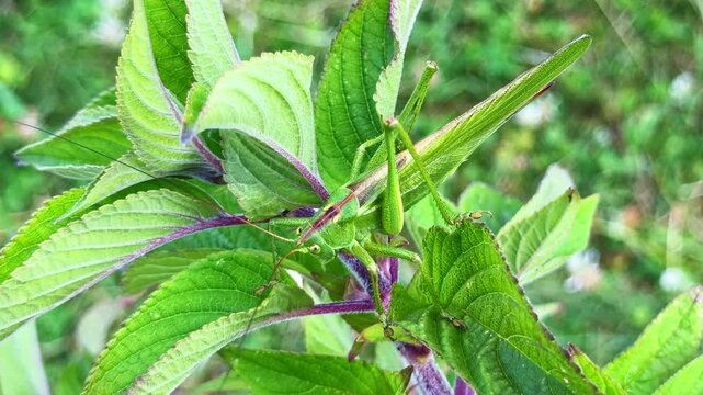 Close up view of great green bush cricket on green leaves in garden