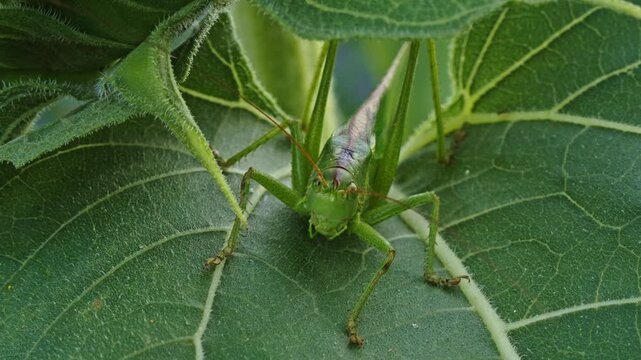 Close up macro view of Great Green Bush-Cricket sitting on green sunflower leaf