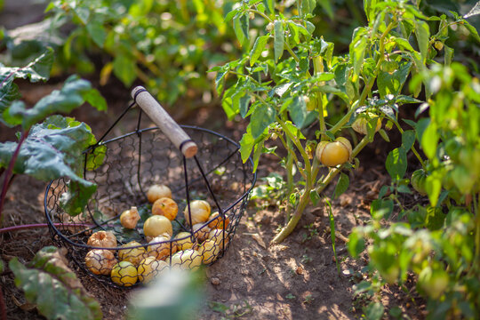 Harvesting physalis in summer garden. Picking ground cherry putting fruit in basket. Growing cape gooseberry