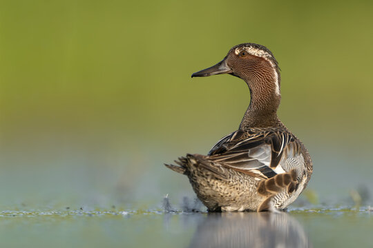 Garganey Female Resting on Calm Water