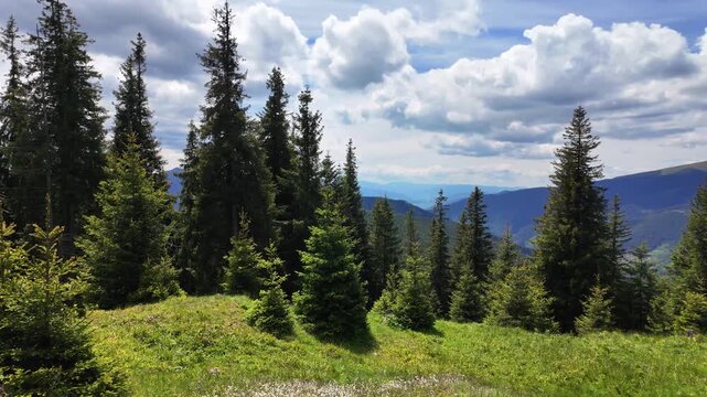 Dense coniferous forest Rarau Mountains massif Bukovina region Eastern Carpathian Mountains Romania