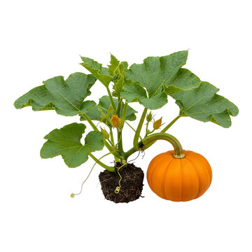 A pumpkin plant with a fully grown pumpkin beside its root system.