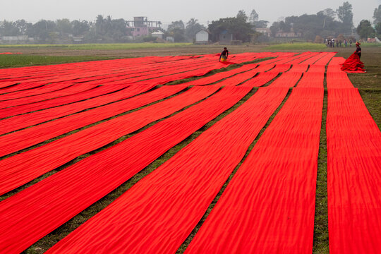 Narsingdi, Dhaka Division, Bangladesh - 22 January 2025: View of long strips of red fabric laid out on a rural field to dry under a hazy sky, with workers tending to the textile.