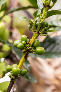 Close-up of green coffee cherries on a branch