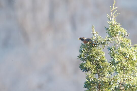 robin with juniper berry in beak 