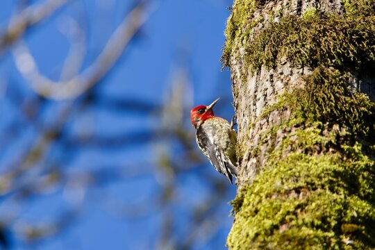 red-breasted sapsucker woodpecker along mossy tree 
