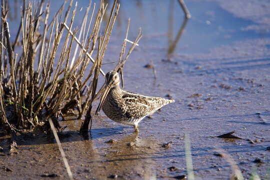 wilson's snipe along marsh