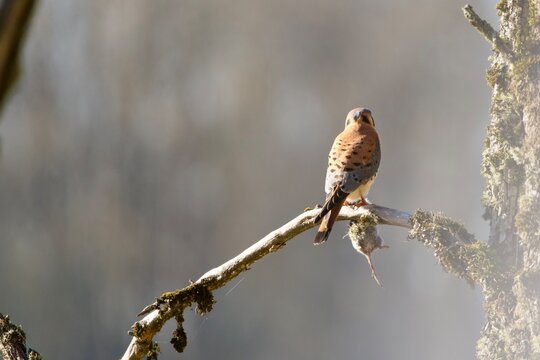 kestrel with mouse 