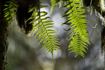 fern leaves in the forest © Michelle