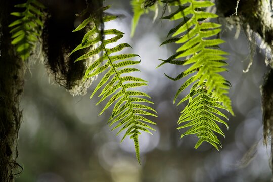 fern leaves in the forest