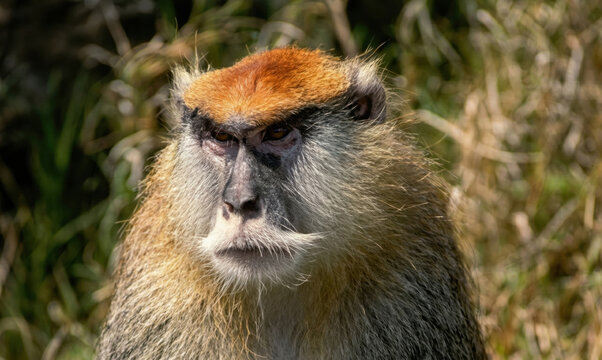 Patas monkey (Erythrocebus patas) closeup portrait with detailed facial features and reddish fur