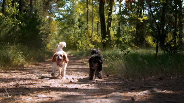 Two happy dogs running together down forest dirt path in slow motion. Black Cavapoo puppy and white spaniel