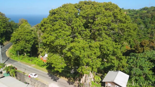 Aerial orbit around remarkable Silk Cotton Tree with huge canopy and buttress roots beside Tobago coastal road