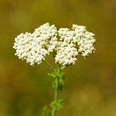 Achillea setacea White Flower Clusters Blooming in Warm Sunlight © umut hasanoglu