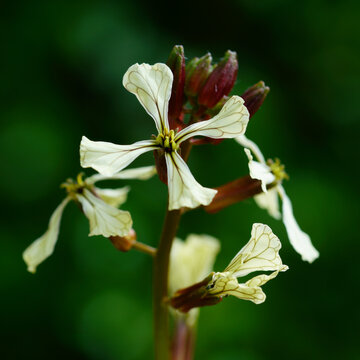 Eruca sativa flowers and buds against soft green background