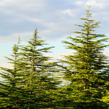 Lebanon Cedar Trees Rising Beneath a Cloudy Sky