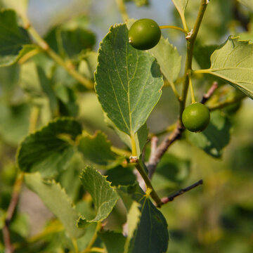 Celtis tournefortii Branch Bearing Unripe Green Fruits