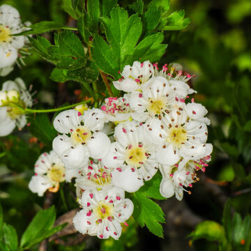 Common hawthorn flower cluster blooming among fresh green leaves