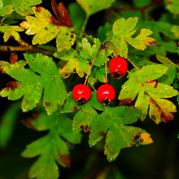Common hawthorn red berries among wet autumn leaves