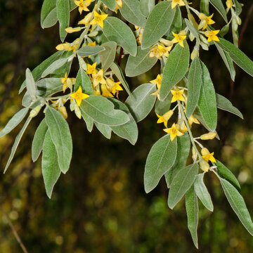 Russian olive branches with yellow flowers and silvery leaves