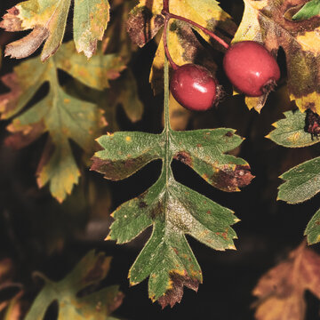 Red Azarella Hawthorn Fruits Among Mottled Autumn Leaves