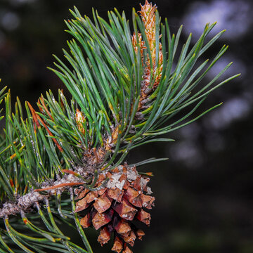 Black Pine Branch with New Shoots, Needles and Mature Cone