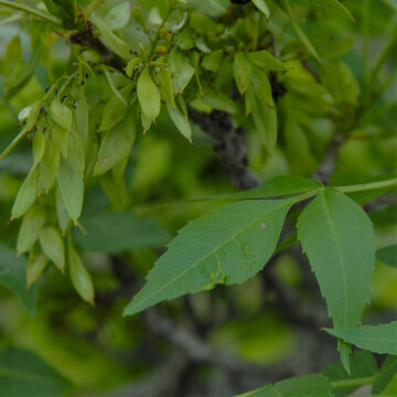 Common Ash Branch with Immature Samaras and Green Pinnate Leaves
