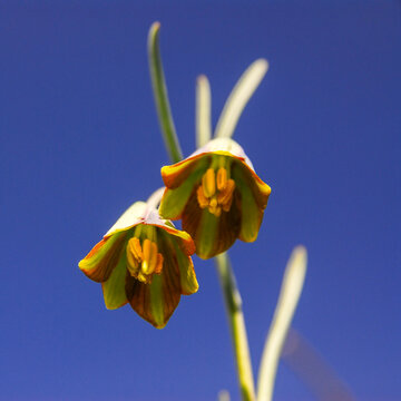 Fritillaria fleischeriana pendant flowers against blue background