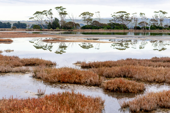 Beaded glasswort (Salicornia quinqueflora) patches growing with tall trees reflecting in calm water
